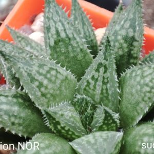 haworthia selection Nor