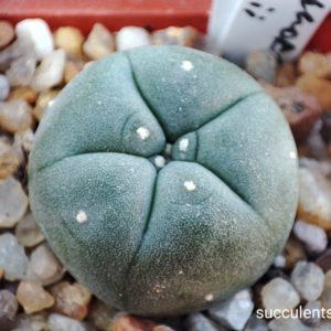 lophophora fricii
