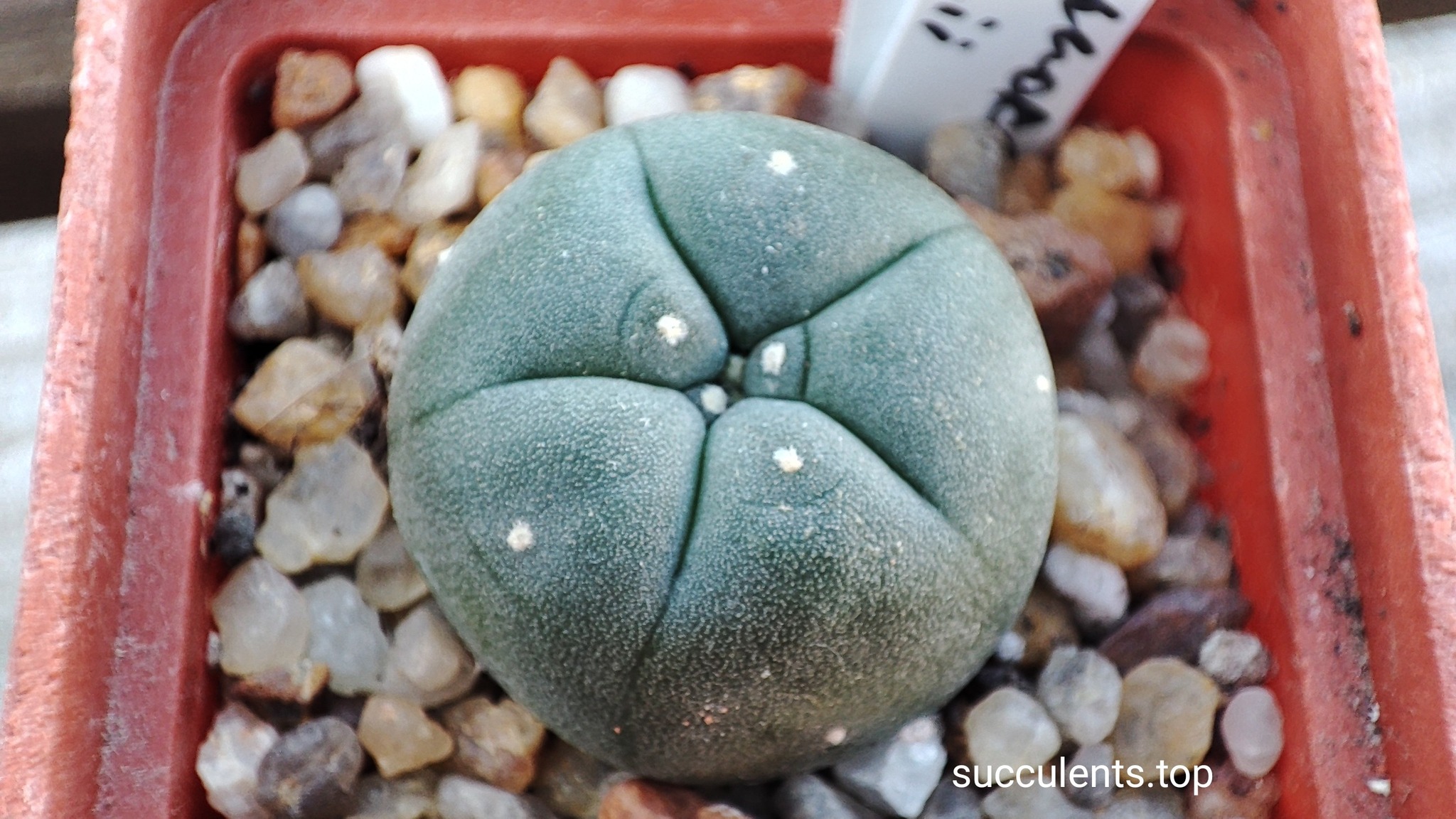 lophophora fricii