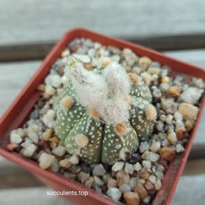 astrophytum ooibo x astr