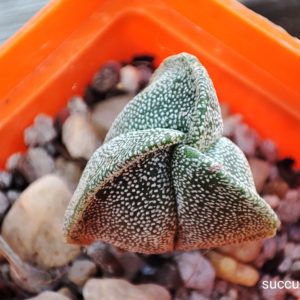 Astrophytum myriostigma tricostatum