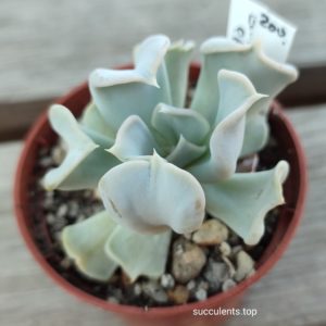 echeveria thriller pearl