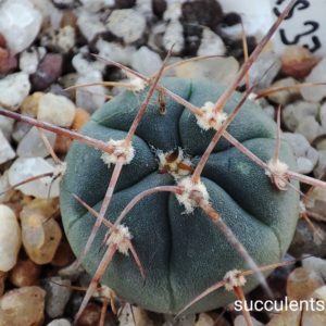 gymnocalycium armatum MS375
