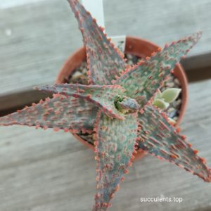 aloe cv