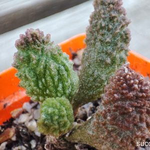 Adromischus marianiae herrei Red Coral
