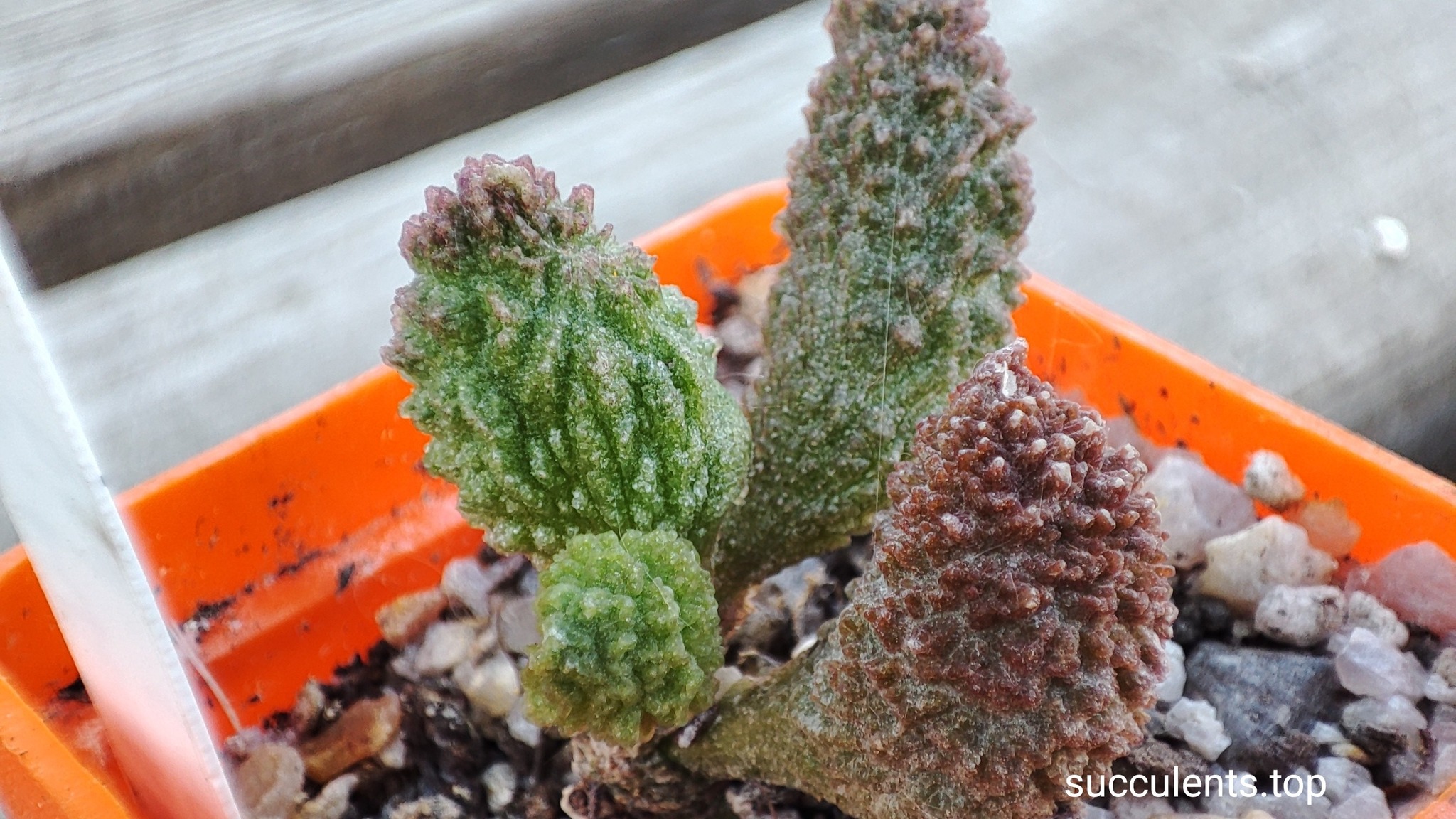 Adromischus marianiae herrei Red Coral