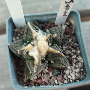 Ariocarpus fissuratus