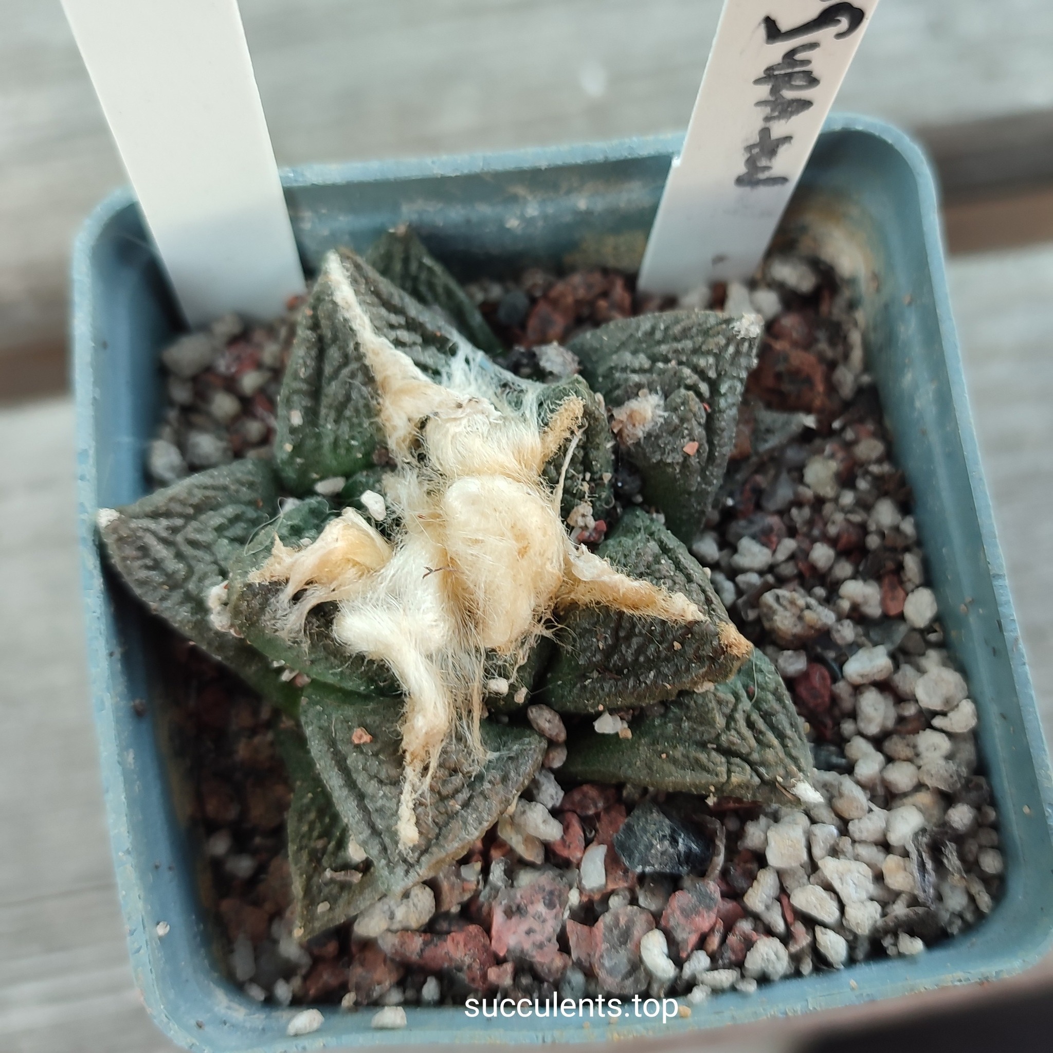 Ariocarpus fissuratus