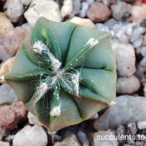 astrophytum hybrid