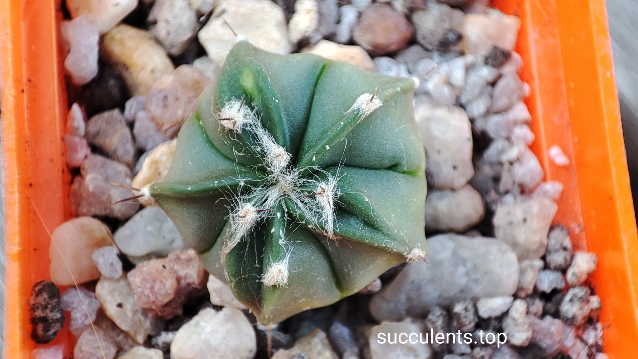 astrophytum hybrid