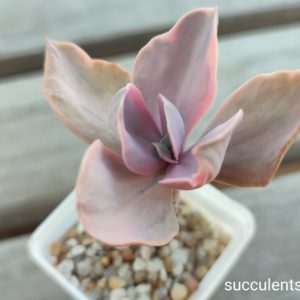 echeveria Decora