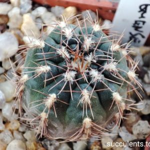 Gymnocalycium taninguense