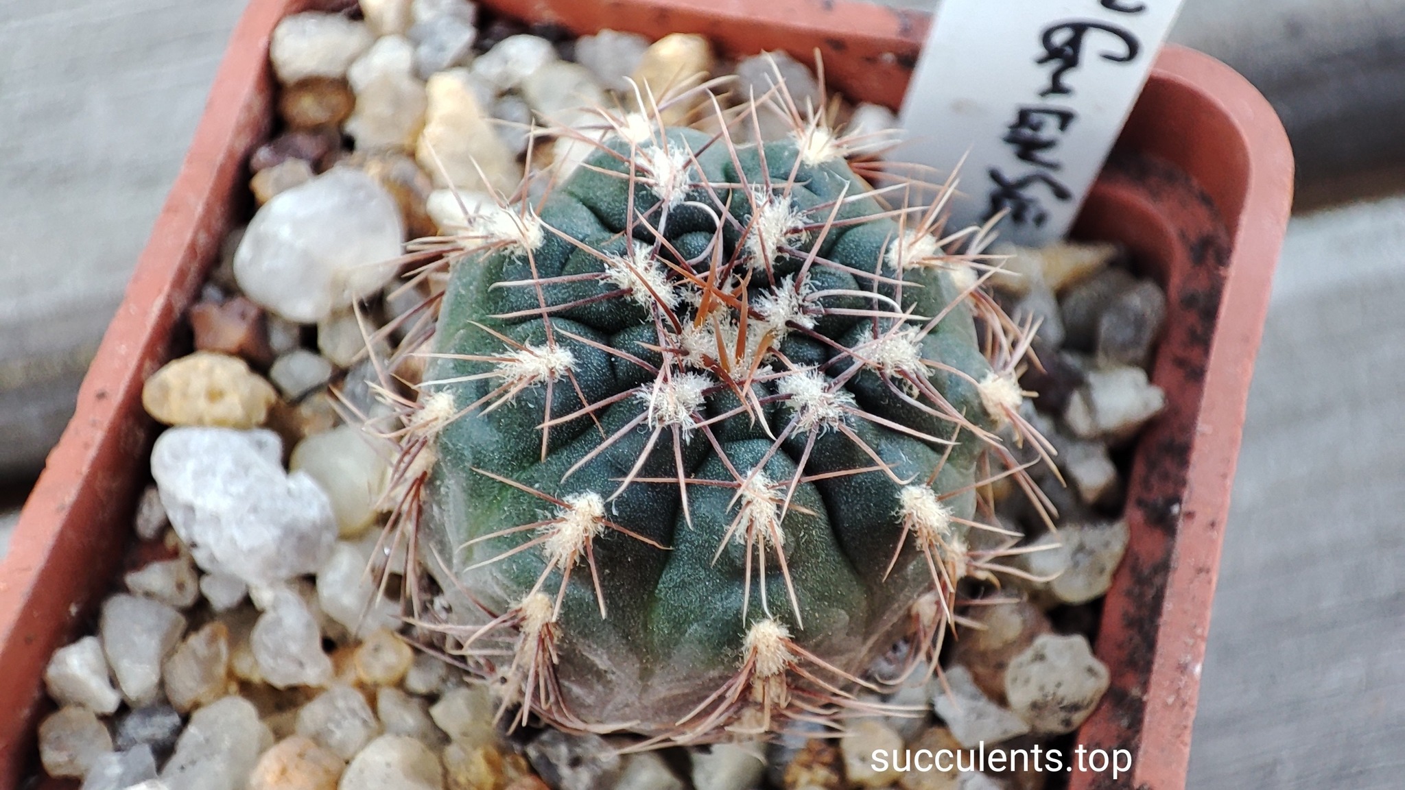 Gymnocalycium taninguense
