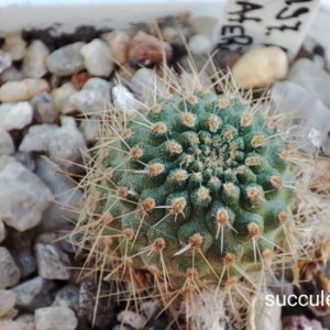 Aylostera lateritia