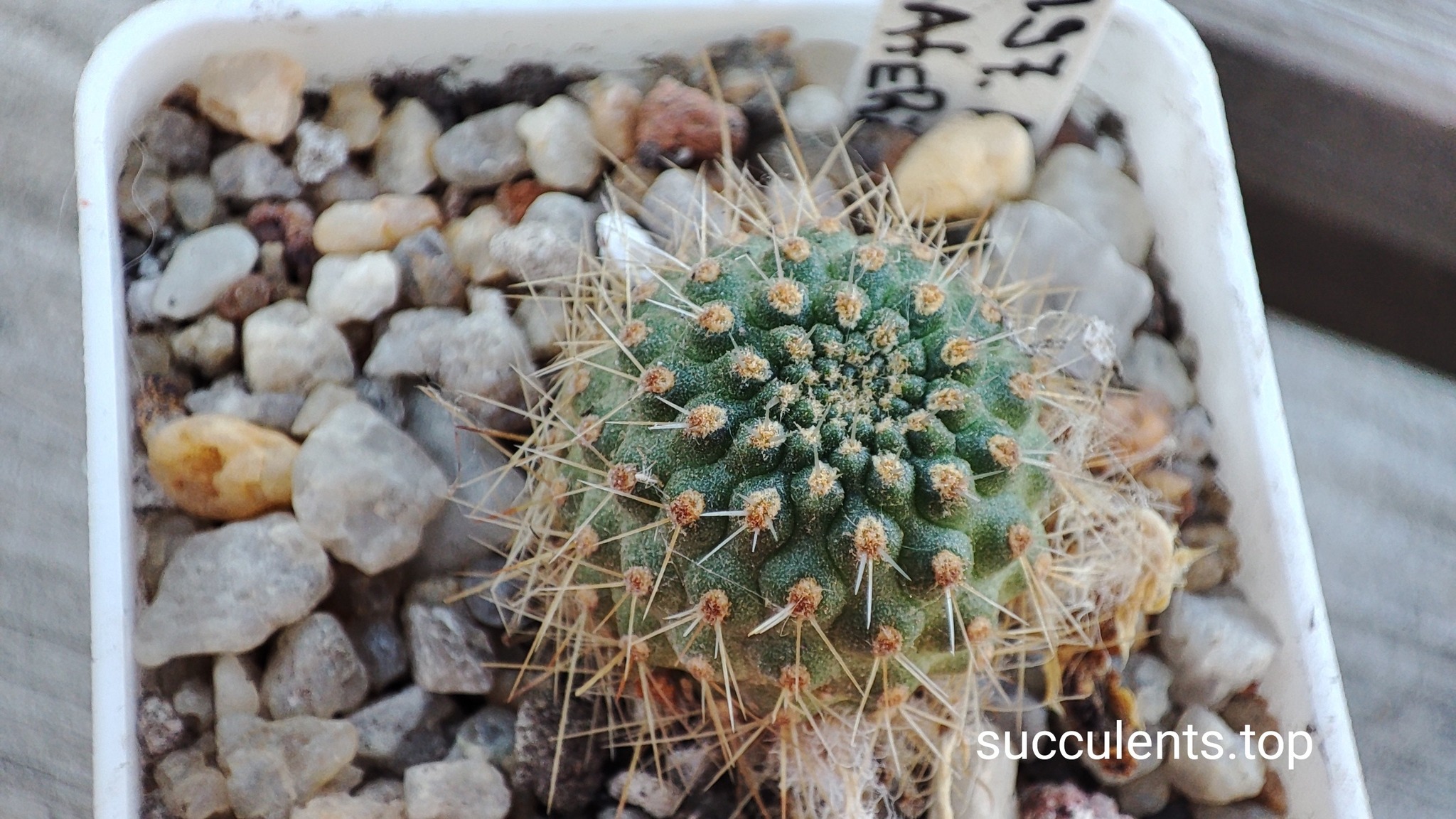 Aylostera lateritia