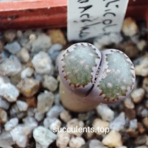 lithops salicola Bacchus