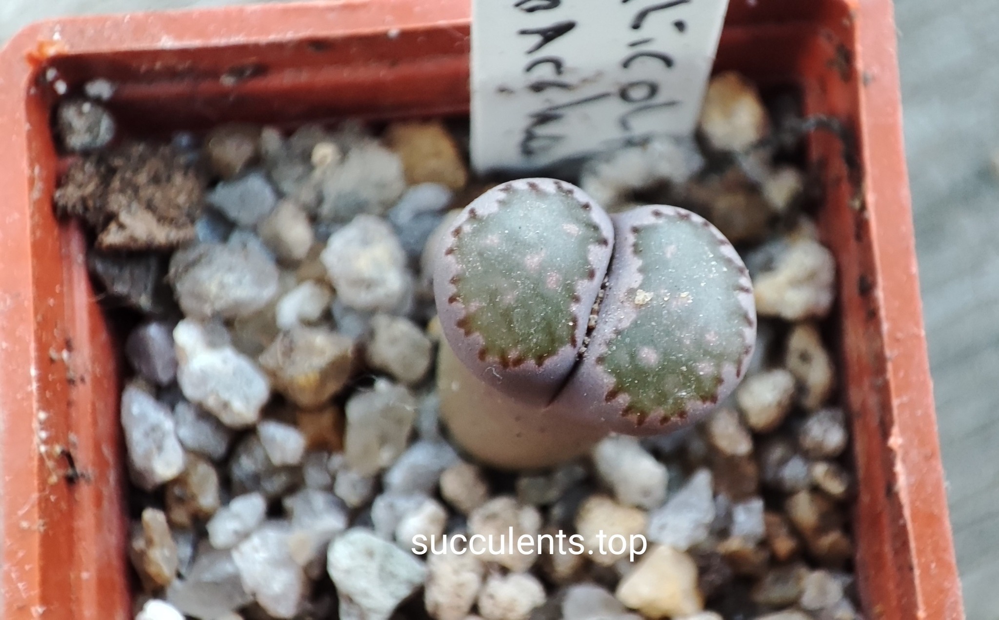 lithops salicola Bacchus