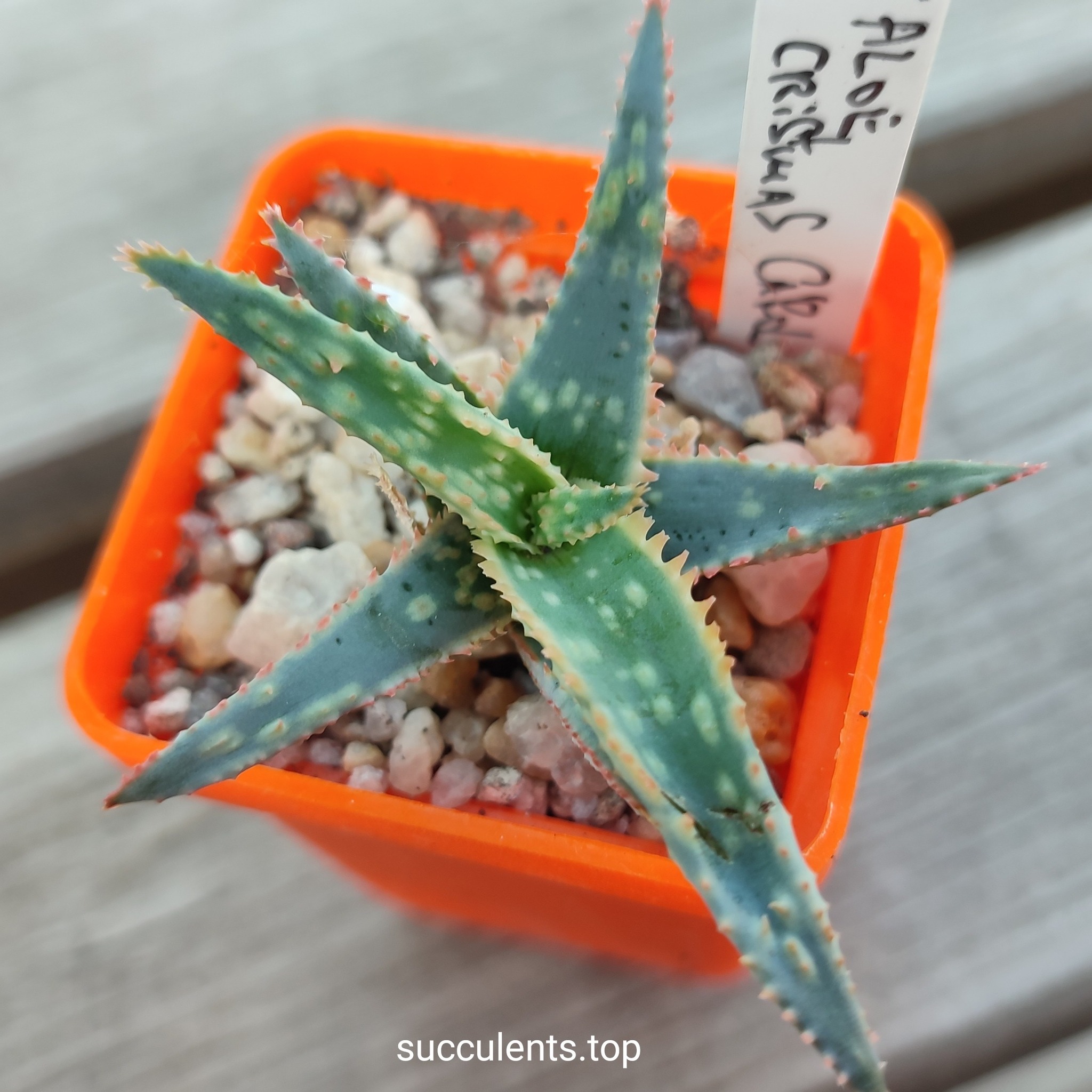 Aloe Christmas Carol