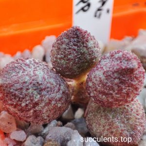 adromischus marianiae A. Plapp