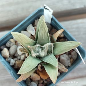ariocarpus retusus