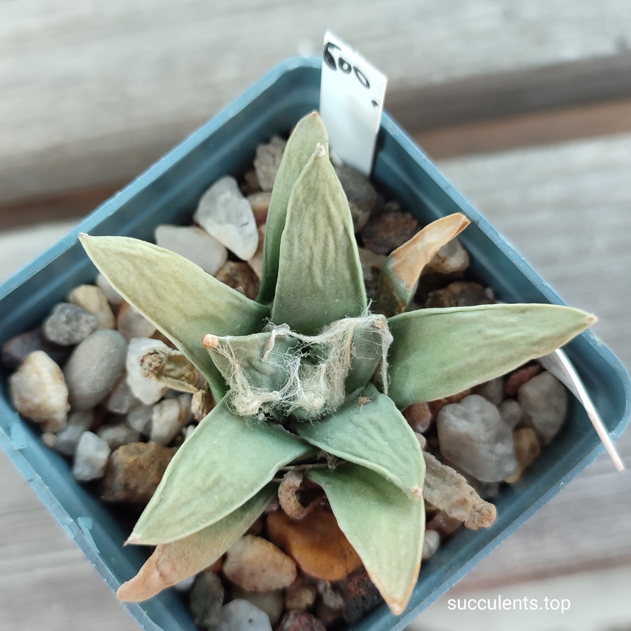 ariocarpus retusus