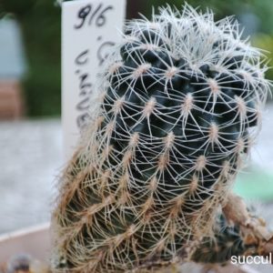 Gymnocalycium bruchii niveum R727