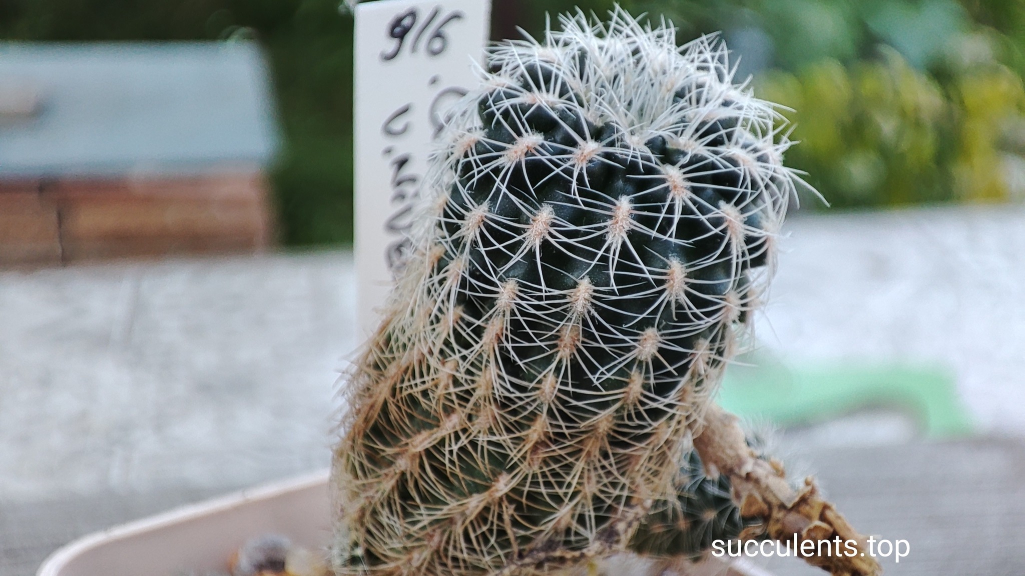 Gymnocalycium bruchii niveum R727