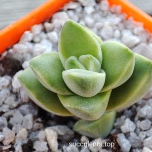 crassula moonglow variegata