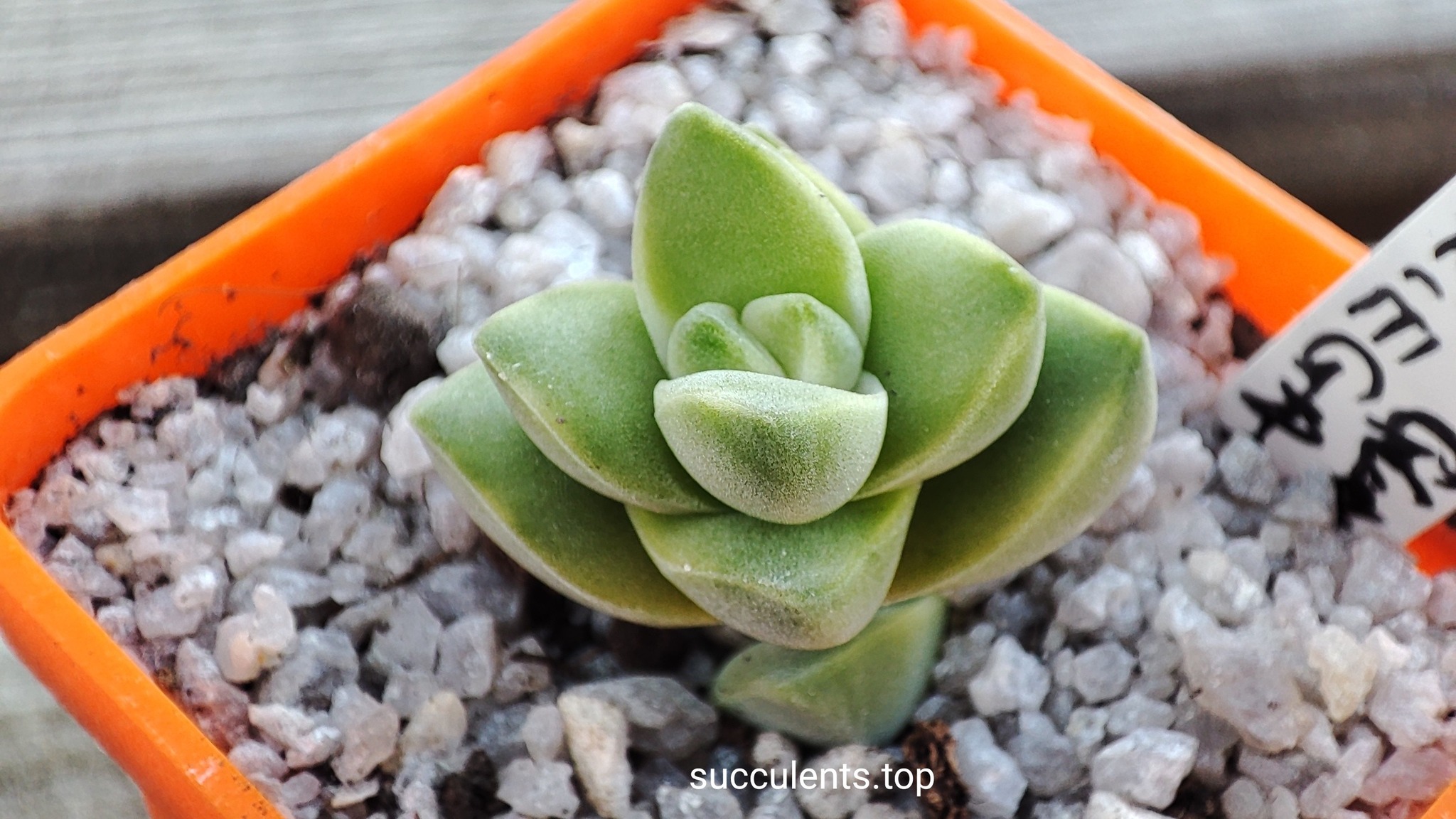 crassula moonglow variegata