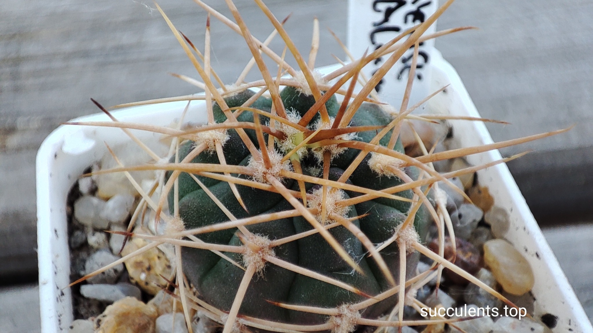 Gymnocalycium mazanenze LF21