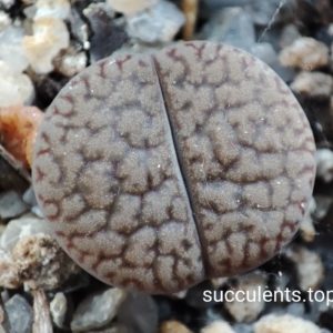 lithops hookeri C154