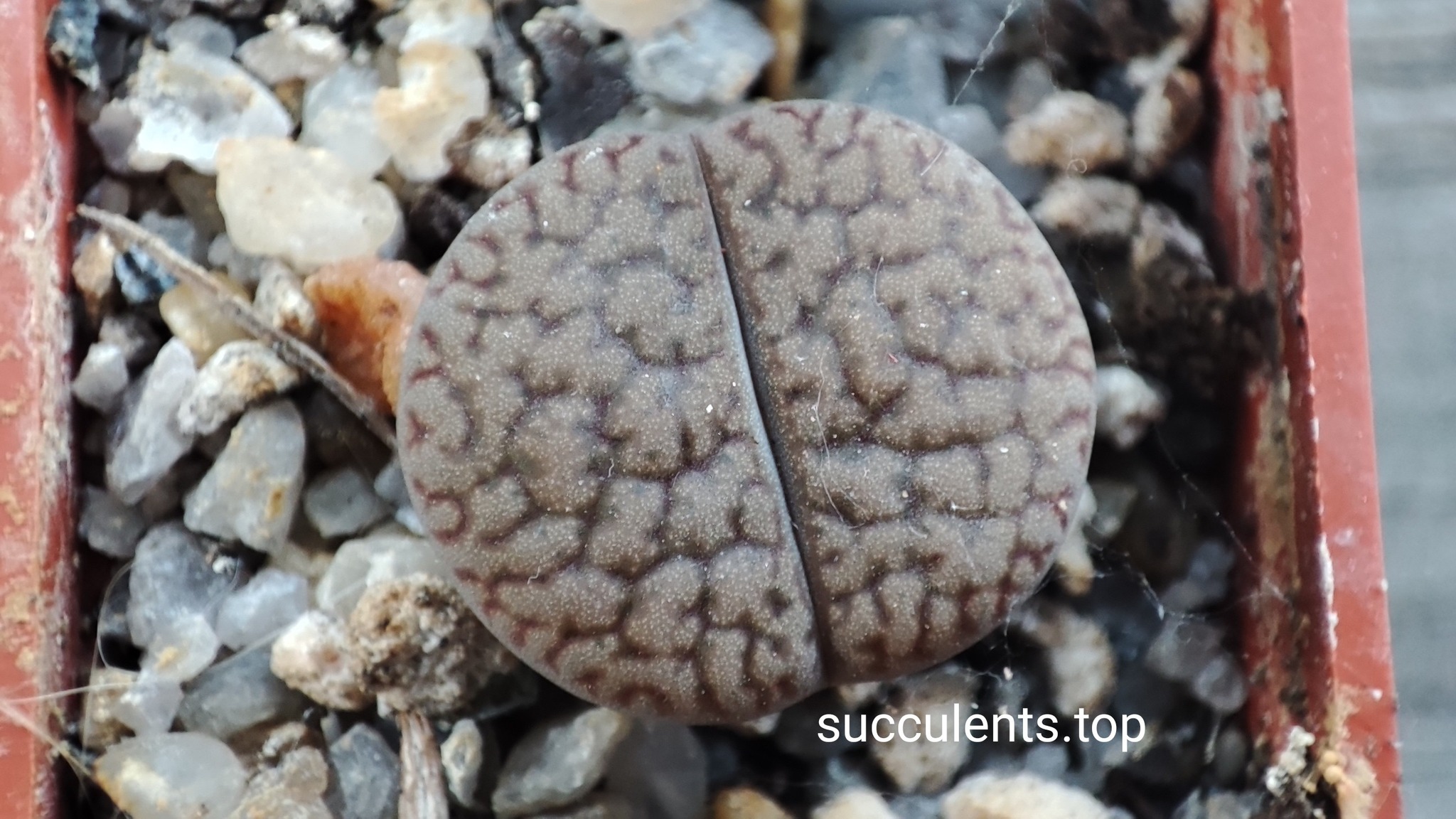 lithops hookeri C154