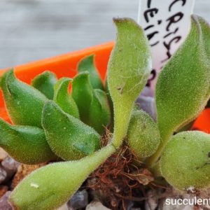 adromischus cristatus klein port