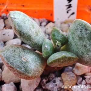 adromischus schuldtianus
