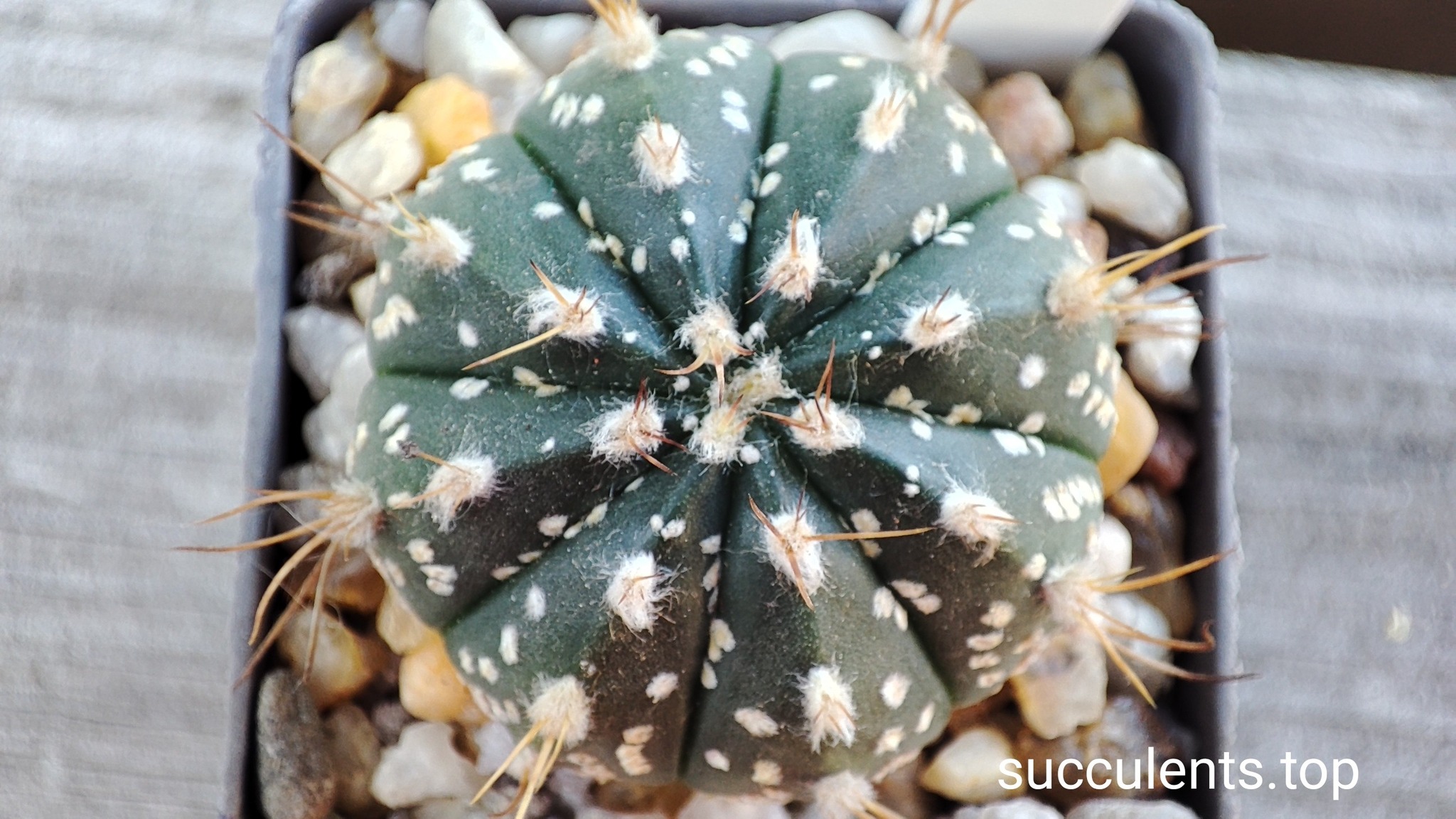 astrophytum super kabuto hybrid
