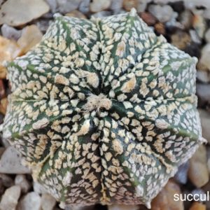 astrophytum super kabuto