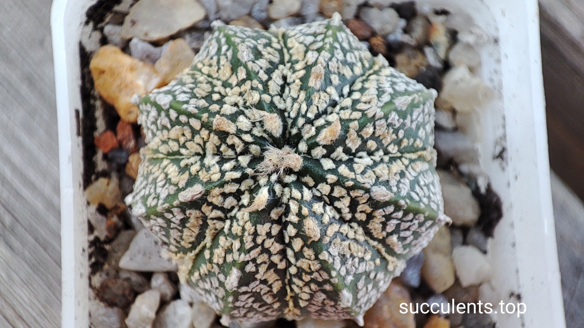 astrophytum super kabuto