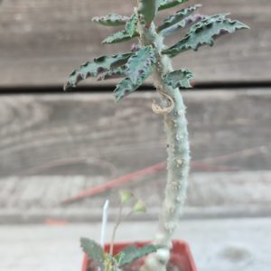 euphorbia capsaintmariaensis