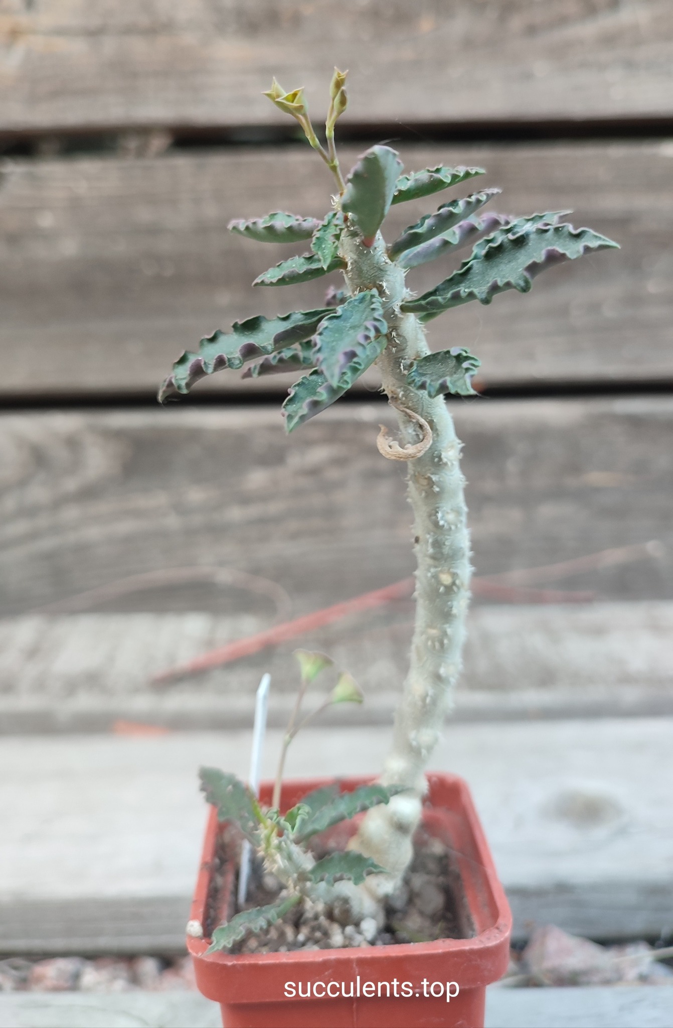 euphorbia capsaintmariaensis