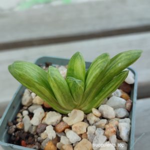 Haworthia cv Gold Rush
