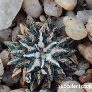 ariocarpus kotschoubeyanus albiflorus