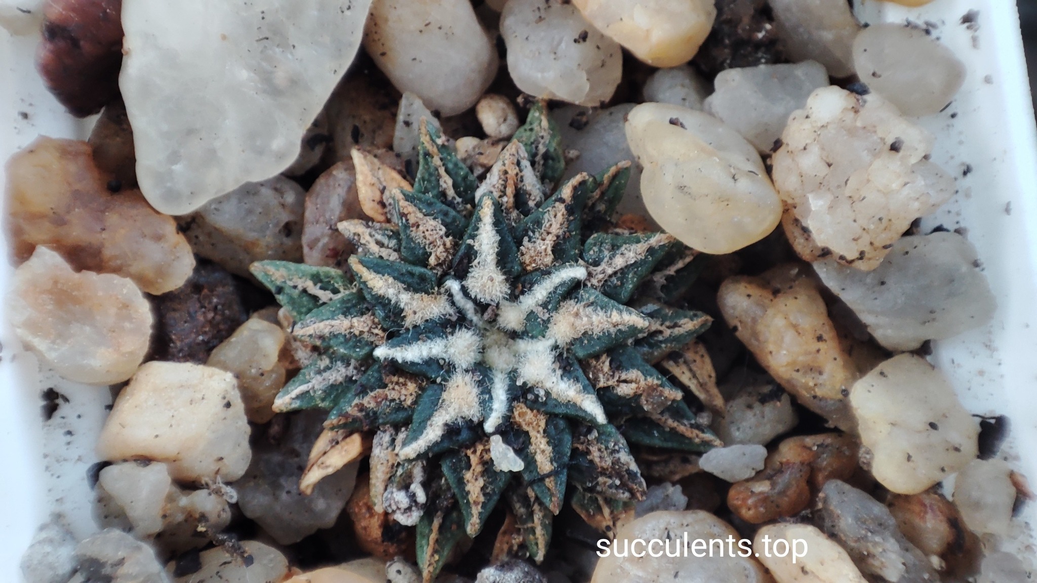 ariocarpus kotschoubeyanus albiflorus