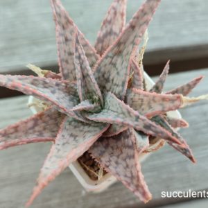 Aloe cv