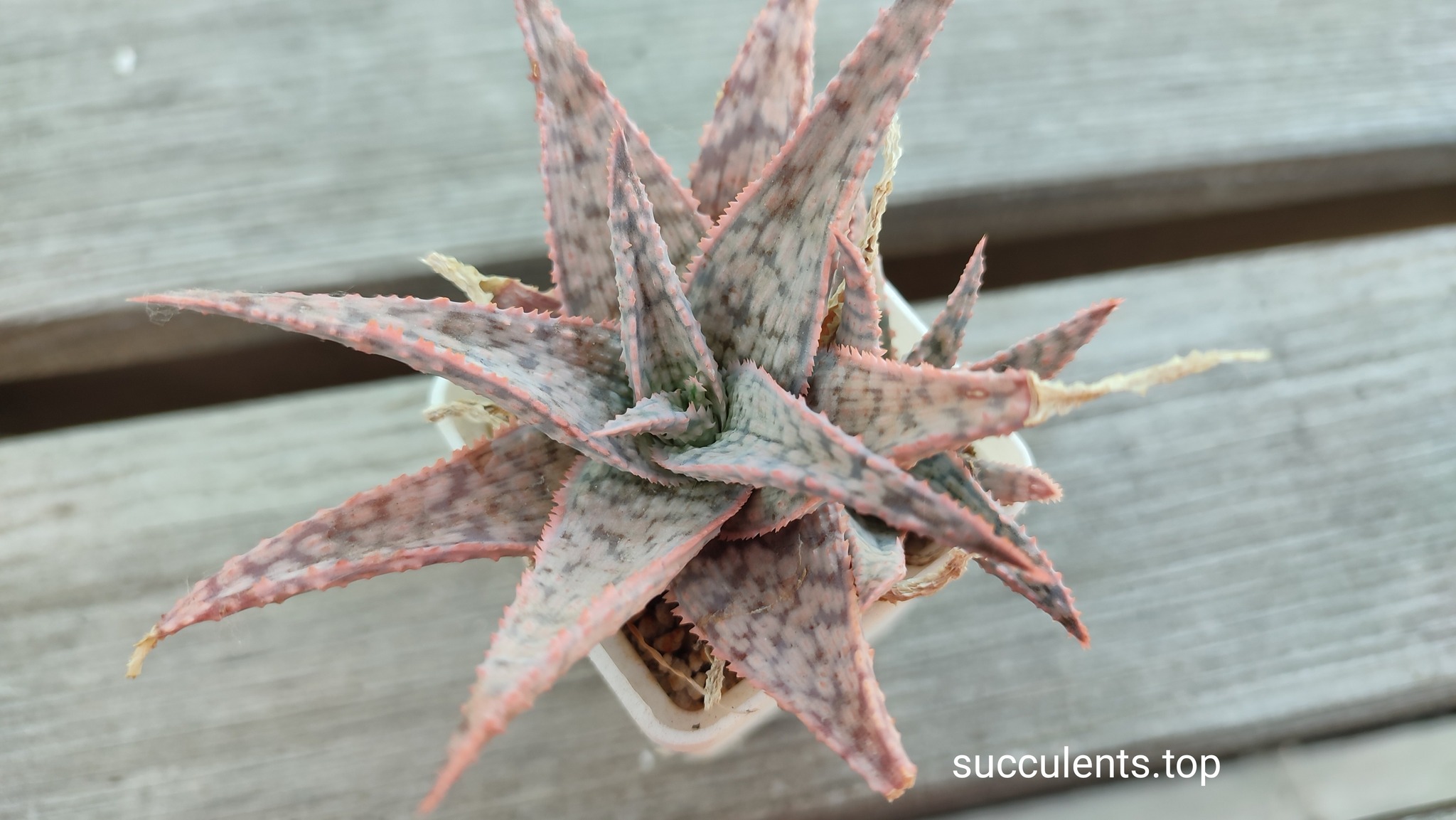 Aloe cv