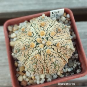 Astrophytum Super Kabuto gold hybrid