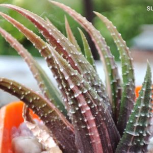 haworthia attenuata variegata