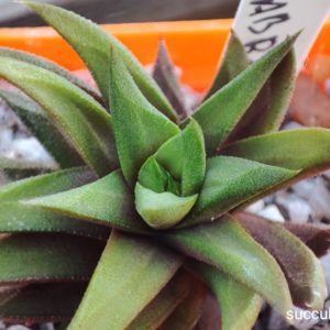 haworthia glabrata