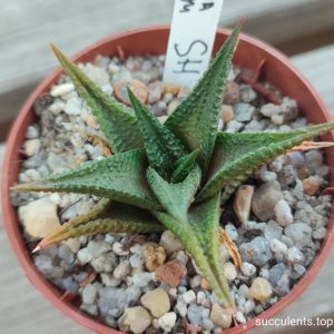 haworthia limifolia black form SH
