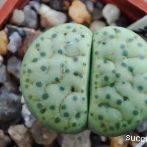 lithops fulviceps aurea