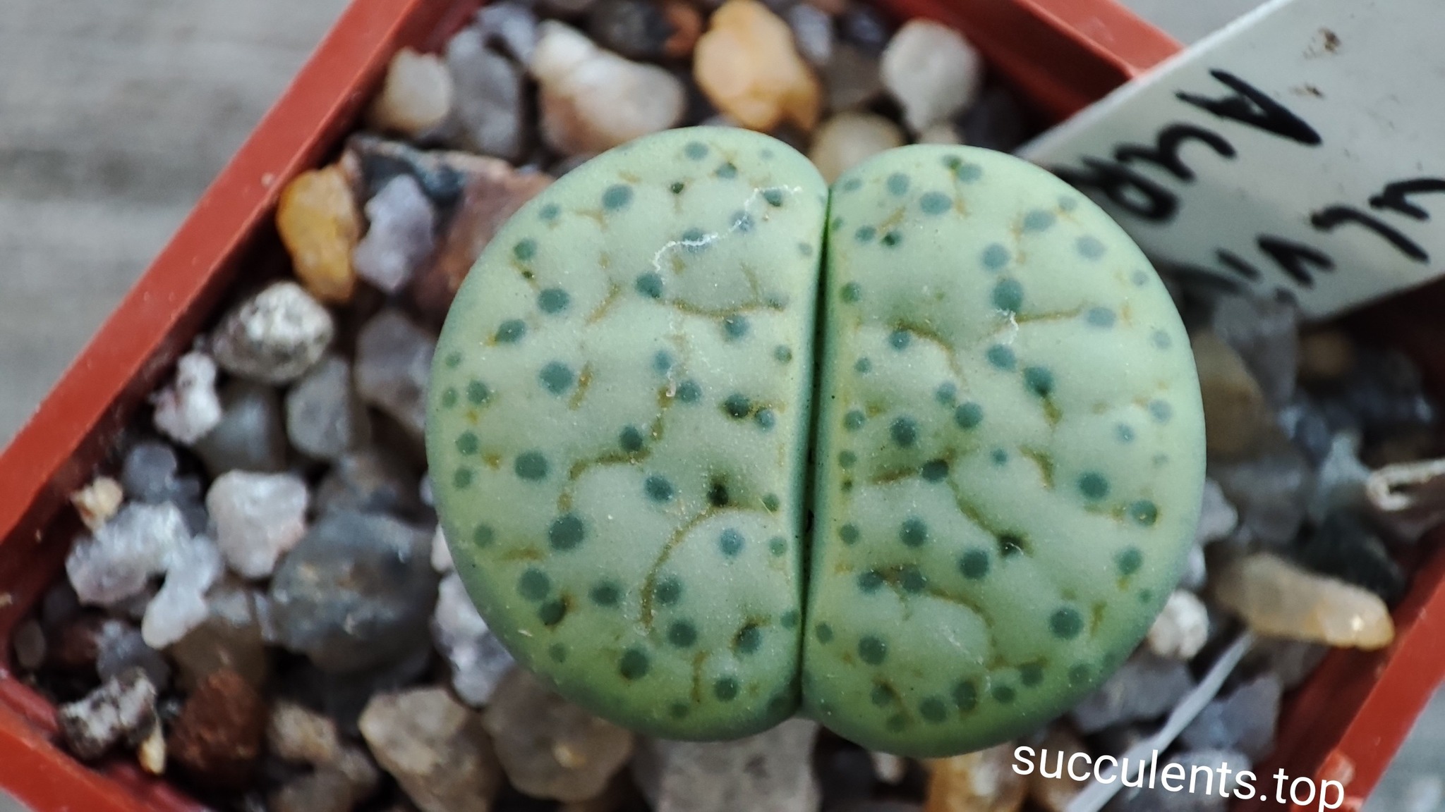 lithops fulviceps aurea